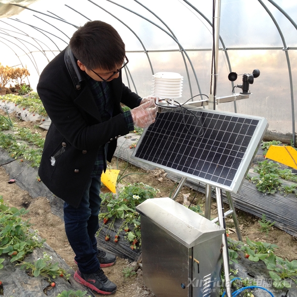 田野正在自己的草莓种植基地内查看棚内环境数据